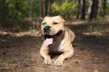 Obraz premium Colorful butterfly sitting on dog's nose in forest