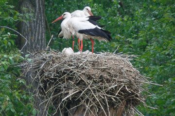 Störche mit Nachwuchs