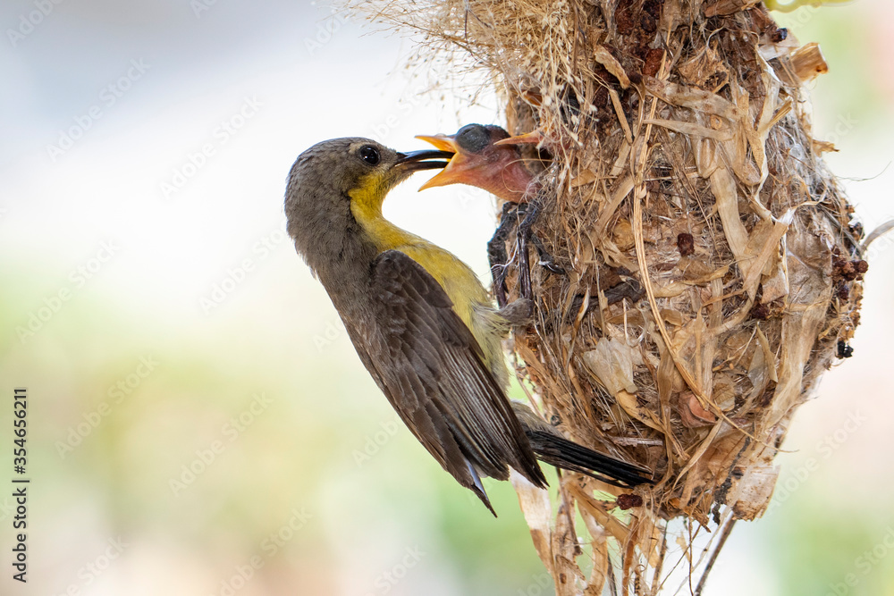 Wall mural image of purple sunbird (female) feeding baby bird in the bird's nest on nature background. (cinnyri