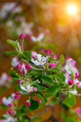 blooming Apple tree with delicate rose petals on a clear Sunny day