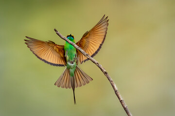 Image of Green Bee-eater bird(Merops orientalis) on a tree branch on nature background. Bird. Animals.