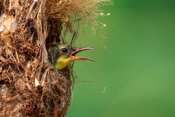 Image of baby birds are waiting for the mother to feed in the bird's nest on nature background....
