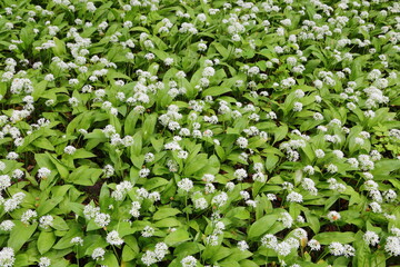 Allium ursinum.