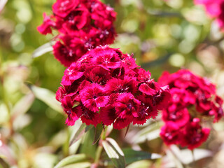 (Dianthus barbatus) Oeillets des poètes ou oeillets barbu à inflorescence rouge