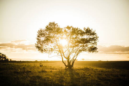 sunrise with tree silhouette in africa safari