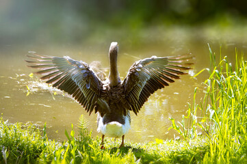 A goose spreading its wings on the Bank of a pond in the Sun