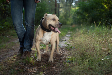 Woman's legs and fighting dog in forest