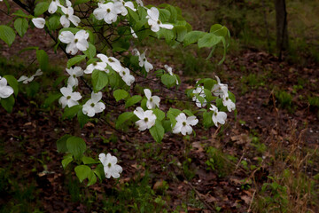 Dogwood blooms