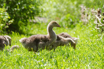 little goslings walking on young green grass