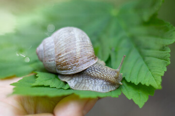 Roman snail on the leaf on the hand