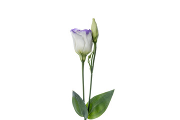 Eustoma excal blue pico. Close up beautiful flower isolated on white studio background. Design elements for cutting. Blooming, spring, summertime, tender leaves and petals. Copyspace.