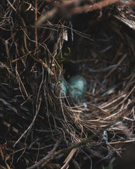 nido de aves nacimiento 