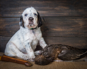 Cute english setter puppy dog with knife and duck