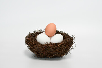 bird nest with eggs