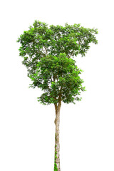 Tree Isolated on white background.