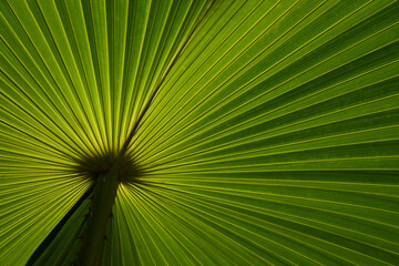 Back view texture of palm leaf