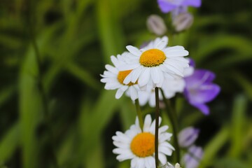 weisse Margeriten auf einer grünen Wiese