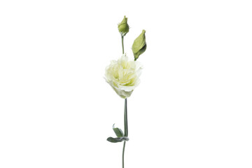 Eustoma rosi white. Close up beautiful flower isolated on white studio background. Design elements for cutting. Blooming, spring, summertime, tender leaves and petals. Copyspace.
