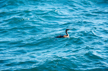 Marine background wild bird cormorant swims in sea
