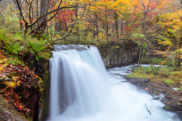 Fototapeta na wymiar Choshi waterfalls in Oirase stream with autumn forest