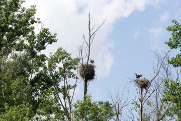 South of Milan, storks picture