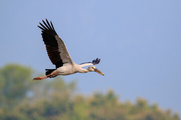 Image of an Asian openbill stork(Anastomus oscitans) flying in the sky. Bird, Wild Animals.