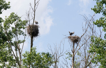 South of Milan, storks picture