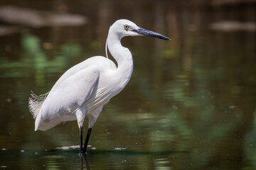Fototapeta premium Image of little egret (Egretta garzetta) looking for food in the swamp on nature background. Bird. Animals.