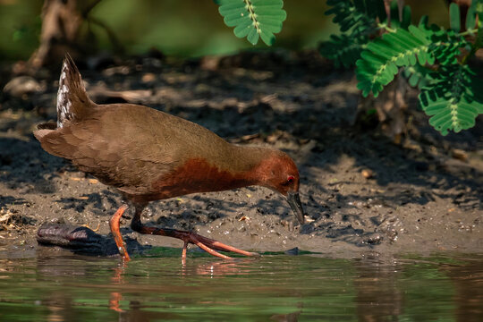 Image of Ruddy-breasted crake bird(Porzana fusca) are looking for food in swamp on nature background. Bird. Animals.