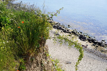 Steilufer der Ostsee mit Blumen bei Sonnenschein (Lübecker Bucht)