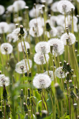 dandelion in the grass