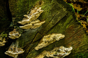 Champignon vert