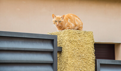 Cat sitting on the fence © Olivia