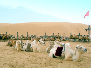 Camels resting in camel caravan scene in Inner Mongolia, China. Bactrian camels resting in the...