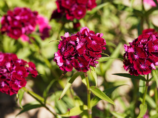 (Dianthus barbatus) Petites fleurs d'oeillet des poètes ou oeillet barbu à inflorescence rouge