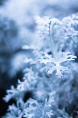 Plante blanche