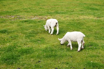 Close-up of  merino lambs on meadow in New Zealand.