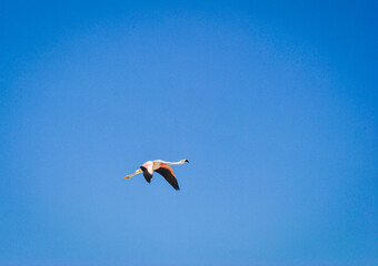 Fototapeta na wymiar Flamingo in flight at Laguna Chaxa in the atacama desert, Chile.