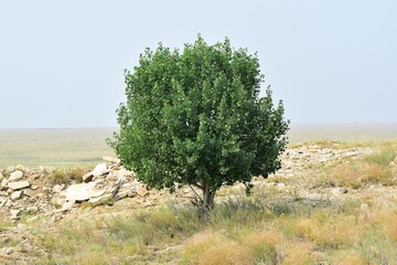 Aspen, or common Aspen, or trembling poplar (Pópulus trémula) - a solitary tree stands on a hill...