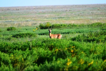 The Siberian ROE deer (Capreólus pygárgus) is a cloven - hoofed animal of the deer family,...