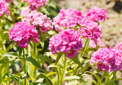 (Dianthus barbatus) Touffes en plate-bandes d'oeillet des po&egrave;tes en bouquets ou corymbes de petites fleurs parfum&eacute;es aux couleurs vari&eacute;es