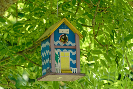 M&eacute;sange sort de son beau nichoir - France