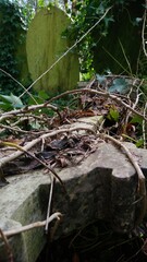 Perspective naturelle