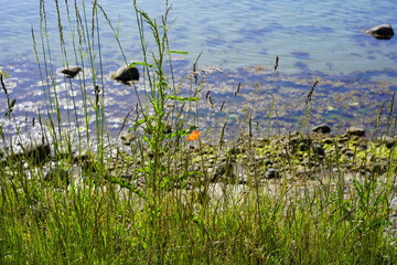 Sonnige Uferlandschaft der Ostsee mit Mohnblume (Lübecker Bucht)