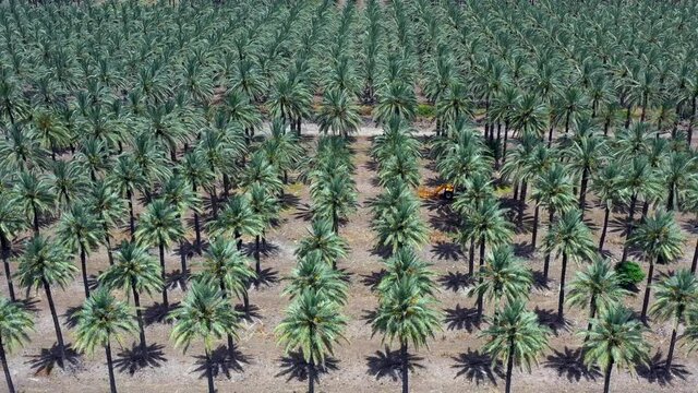 Aerial view of a large Date Palms plantation in the desert.