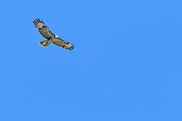 Common buzzard / Mäusebussard (Buteo buteo) segelt im Aufwind