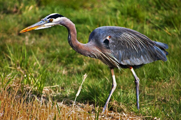 Closeup of a blue heron bird with striking yellow eyes and if you look closely at the pattern in his feathers, it closely resembles a bald eagle!
