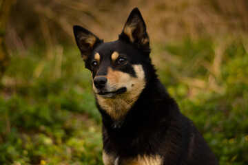 Beautiful young pure breed australian kelpie dog portrait in the forest, nature, morning, smile, green, black and tan working breed
