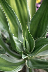Obraz premium close up abstract of agave
