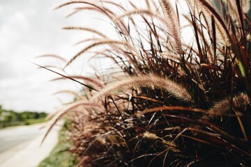 close up view of a mission grass